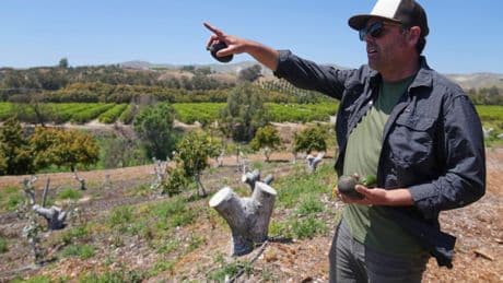 California avocado growers say Mexican imports have helped their sales
