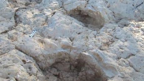 Nuevo hallazgo en Teruel: descubren cientos de huellas de dinosaurios de hace 150 millones de años