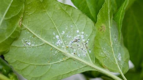 Achtung: Diese Pflanzen bringen Insekten ins Haus