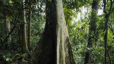 Le Ghana devient le premier pays africain à certifier ses exportations de bois vers l’Europe