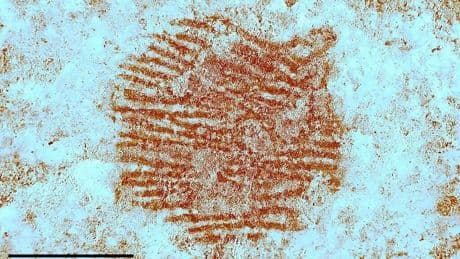 Hemos encontrado la huella dactilar humana más antigua del mundo. Tiene 43.000 años y alguien la dejó en España