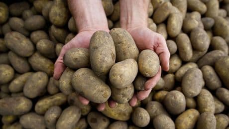 Landwirtschaft: Massive Ernteausfälle durch Pflanzenkrankheit Stolbur