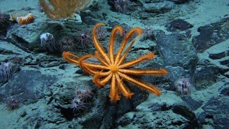 L’homme a réellement observé moins de 0,001% des profondeurs des océans