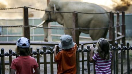 ‘Where are Billy and Tina?’ Activists outraged after two Asian elephants vanish from the Los Angeles Zoo