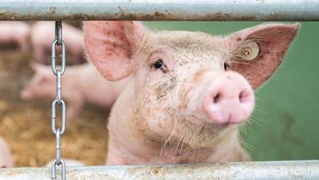 Schweinehaltung: Bundesregierung verschiebt Kennzeichnungspflicht auf 2026
