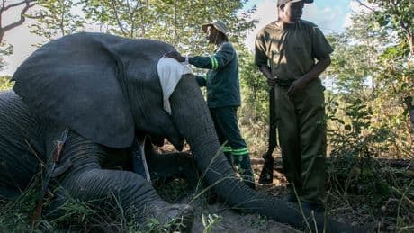 Zimbabwe is full of elephants and conflict with villagers is growing. A new approach hopes to help