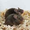 First mouse with two biological FATHERS has its own babies - in breakthrough that could pave the way for gay men to have children