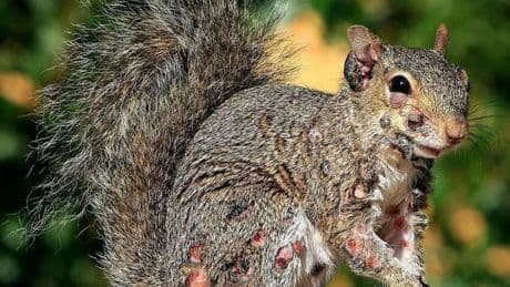 Terrifying plague of ‘zombie squirrels’ erupts as critters covered in oozing pus-filled sores are seen swarming gardens