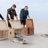 Seehundstationen: Zurück im Meer: Erste aufgepäppelte Seehunde ausgewildert