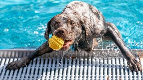Köln | Zum Ende der Saison: Freibad öffnet für Hunde