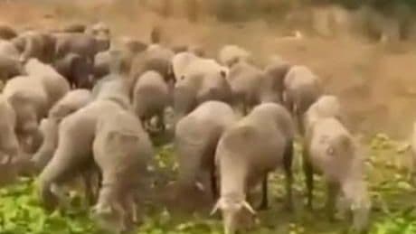 'Biberlerin para etmediği için hayvanlara yedirildiği' iddia edilmişti! Gerçek farklı çıktı