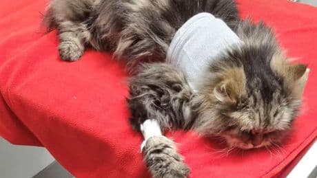Officials warn pet owners about toxic chemicals found in fake medicines