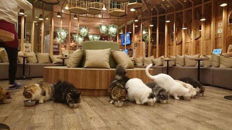 Un café con nutrias, búhos, conejos... Japón sucumbe a la fiebre de los 'petto kafe'