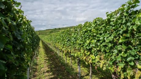 Essen und Trinken: Vorerst doch keine Pflichtabgabe für Winzer