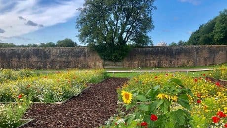 What Are The Best Wildflowers To Attract Bees?