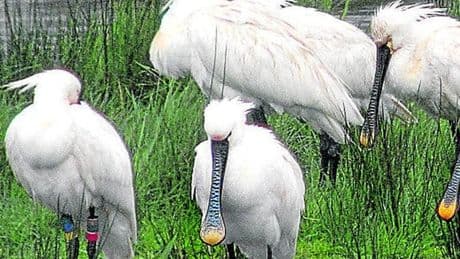 La zancuda que descansa en Euskadi camino a África