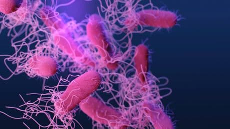 Gıdada salmonella riski: Denetimler var, şeffaflık yok