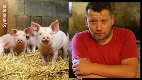Bauer verknackt, Tiere getötet - So klärt das Gericht eine Sauerei um sieben Ferkel