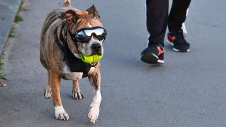 Les chiens et les chats européens au centre d’un nouveau texte de la Commission pour mieux les protéger