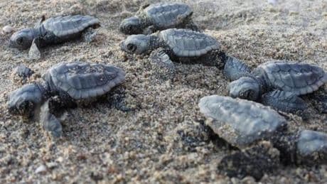 Tartarughe in Liguria, cercasi volontari per prendersi cura dei nidi