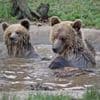 Rogue bears' honey supply replenished by donations