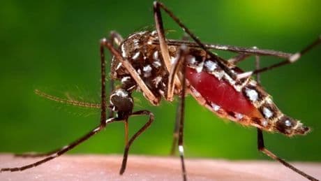 China despliega mosquitos 'cazadores' para acabar con el brote que alarma al mundo: 3.000 casos en 7 días