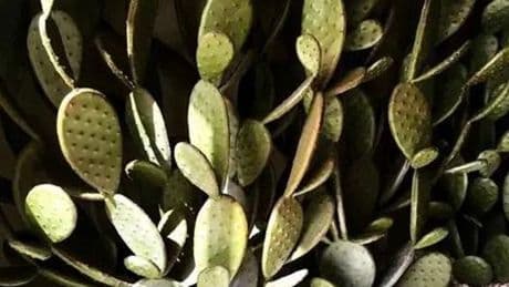 Orenzo, le monde entier est un cactus