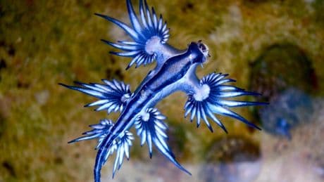 Lanzarote cierra la playa de Famara por la presencia de dragones azules, un molusco venenoso