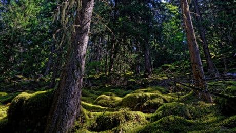 Les forêts à l’honneur dans la revue « Projet »