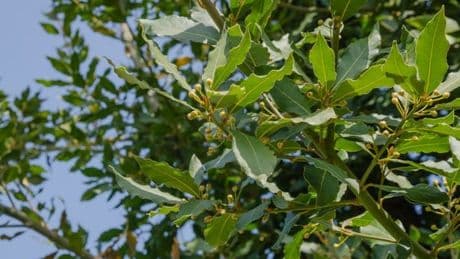 ‘Lusturus’ and large evergreen bay bush gets slashed by £20 in flash sale