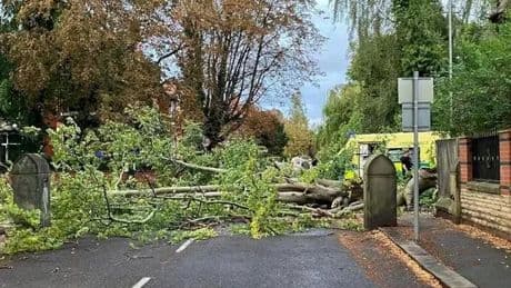 Manchester horror as woman killed by huge tree which suddenly 'snapped'