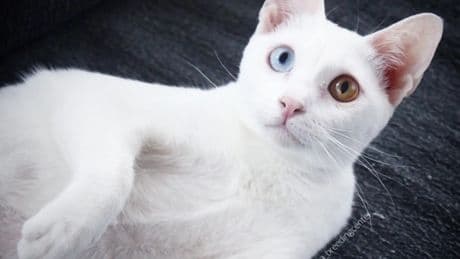 Razas de gatos de un solo color: entre el mito, la genética y la estética
