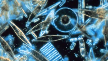 Dai mari al Pianeta Terra: le mille vite del plancton