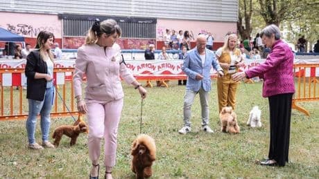 1.400 perros competirán por ser el mejor en Muskiz