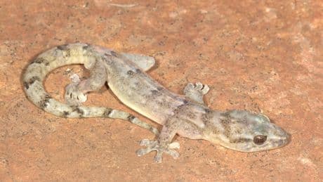 Tiny lizard thought to be extinct rediscovered after 34 years