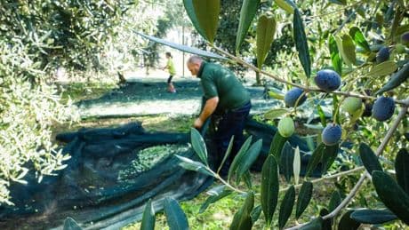 Coltivaitalia: piano da 1 miliardo per l’agricoltura