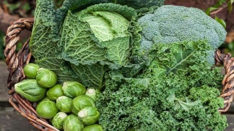 Milder Chinakohl: Die grüne Vitaminbombe, die kaum jemand nutzt