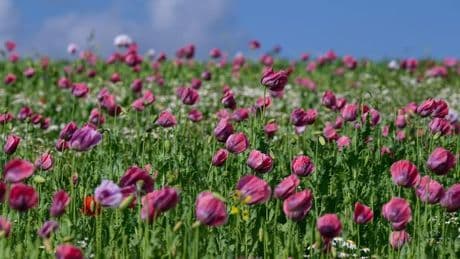 Touristenattraktion: Mohnblüte im Werra-Meißner-Kreis hat begonnen