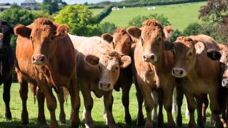 Elderly hiker dies after being trampled by cows in Austrian Alps