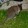 Franse hulpdiensten vangen ontsnapte wallaby uit België na dolle achtervolging