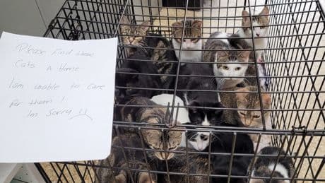 76 cats surrendered to Ontario SPCA in 4 days: ‘We couldn’t have planned for this’