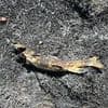 Town is hit by wildfire sparked by fish falling from the sky in Canada
