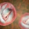 Farm day visitors warned over Cryptosporidium parasite threat