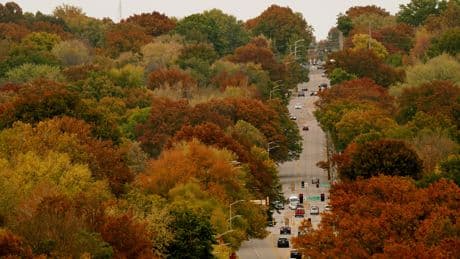 A tree falls. A lawsuit follows. A legal expert explains why