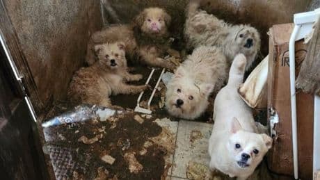 Over 80 sickly dogs rescued after woman found dead in her home
