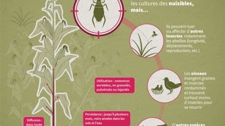 Réintroduction des néonicotinoïdes: quels risques pour la santé humaine?