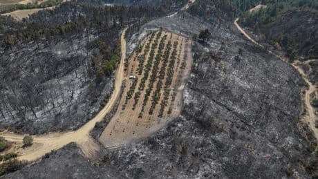 Çanakkale'deki orman yangını 150 ağaç bulunan zeytinliği teğet geçti