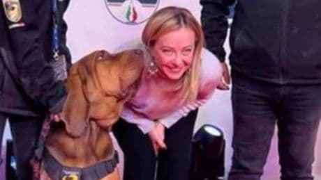 Matan con clavos a un perro policía reconocido por salvar vidas