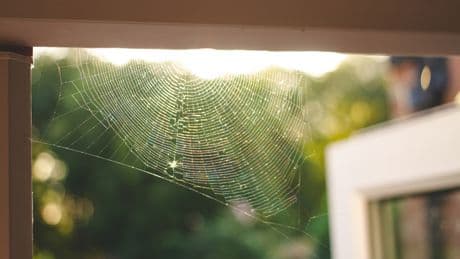 Spinnweben in der Wohnung? Das könnte mehr Probleme machen, als Sie denken