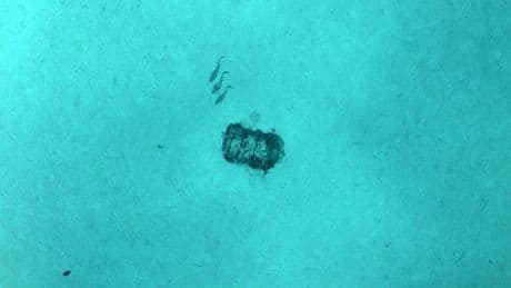 Dit object oogt misplaatst op de zeebodem. Het is een van de 200.000 gedumpte vaten met radioactief afval